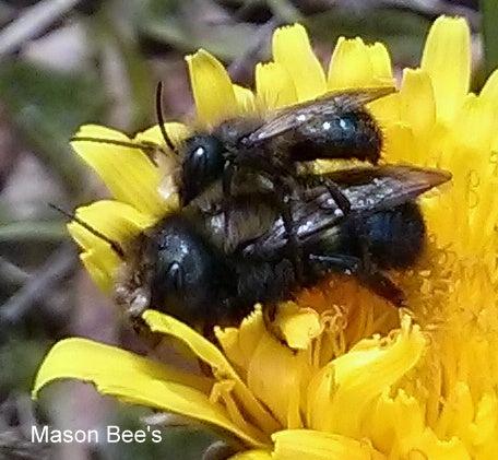 Common Myths About Mason Bees