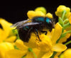 Top 4 Reasons You Should Support Mason Bee Populations in Your Garden