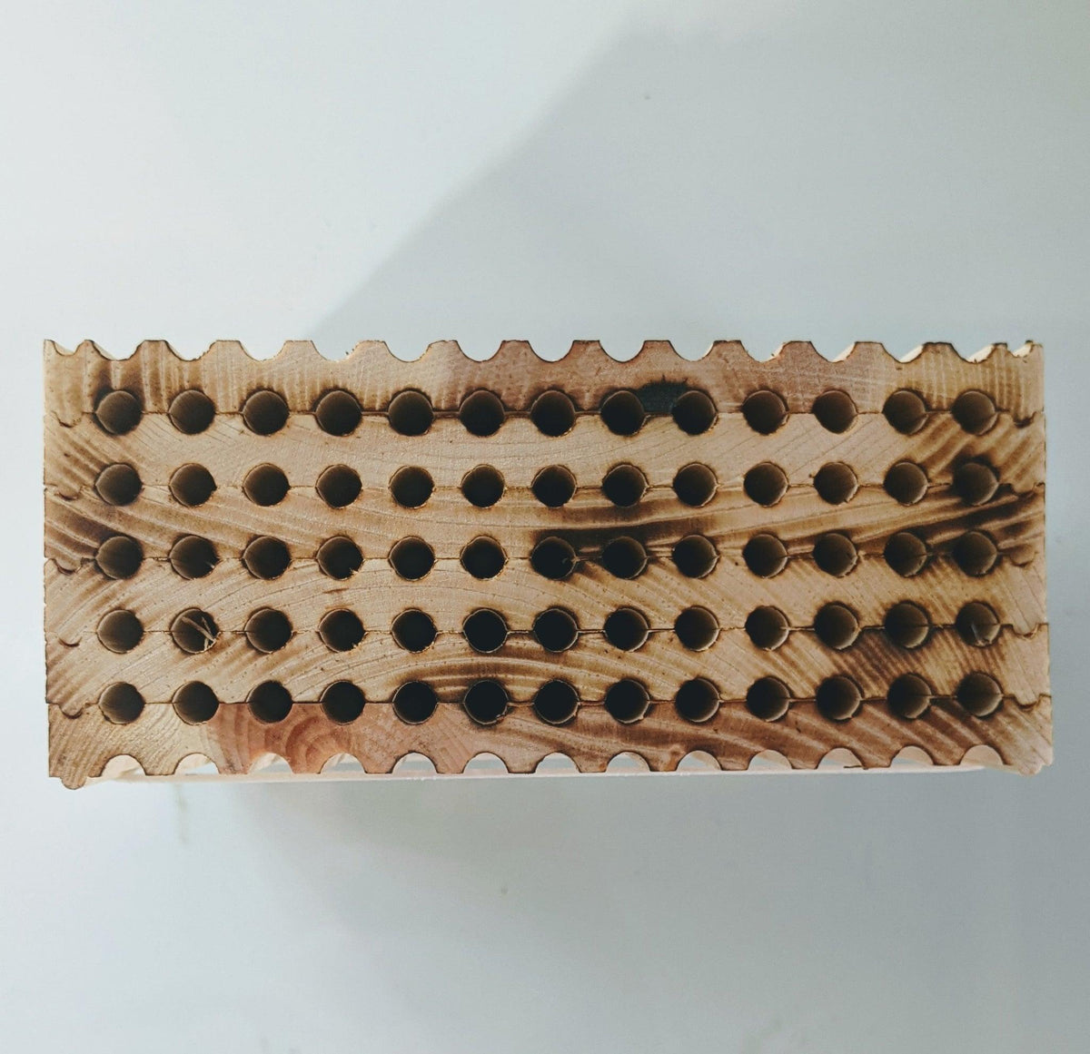 Fun facts About Mason Bees You Might Not Know