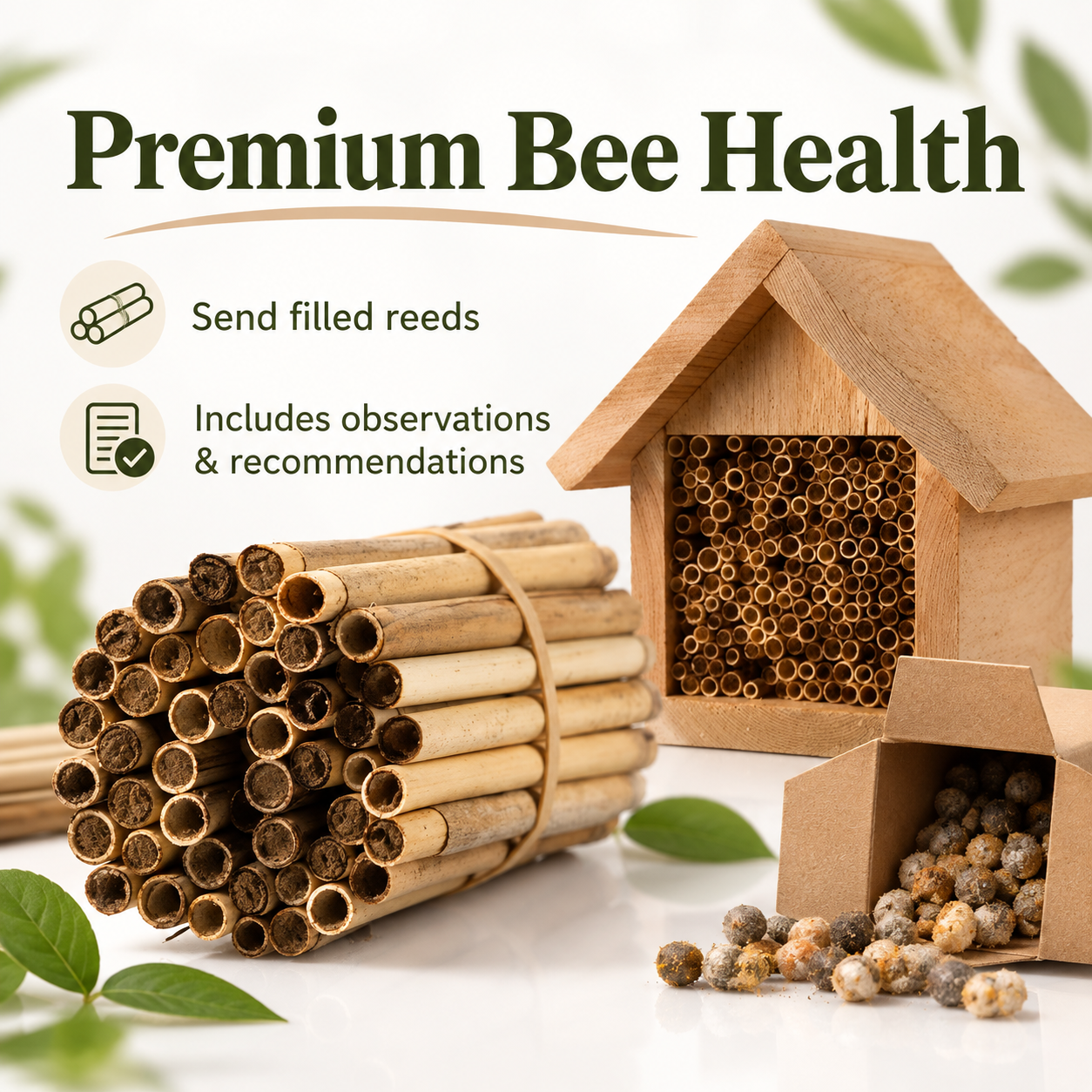 Mason Bee Harvest & Winter Care Service