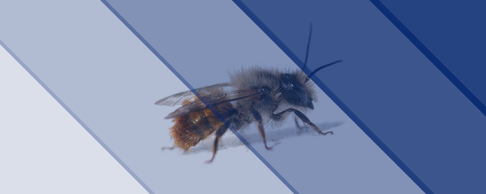masonbees