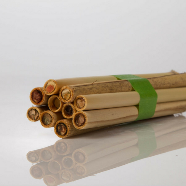 Package Bee | mason bees for sale