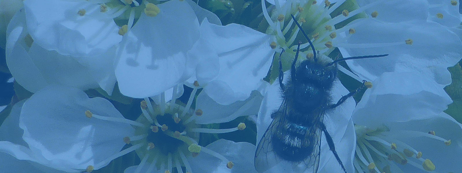 Spring Total Accessories Package for Mason Bees