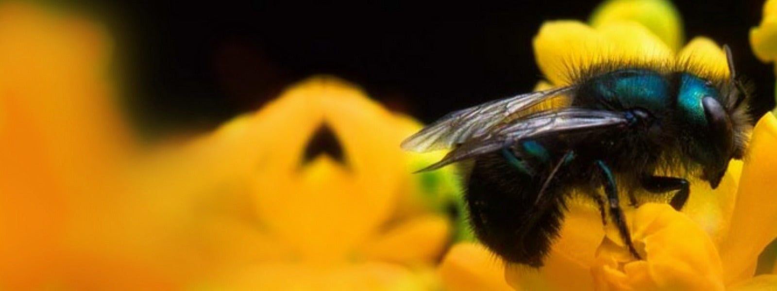 Spring Total Accessories Package for Mason Bees