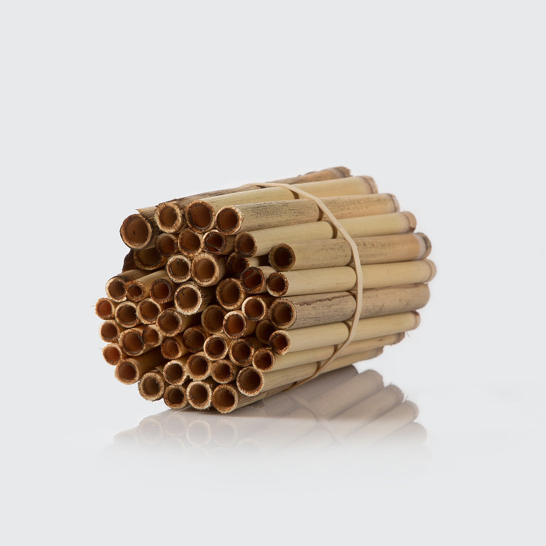 50 Reeds Large | Large Reeds About 5/16 Inch in Diameter